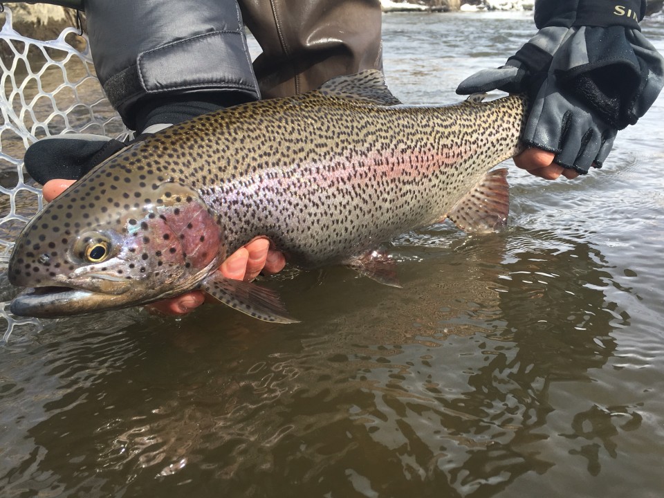 Fly Fishing Colorado: Essential Guide to Top Spots and Seasons