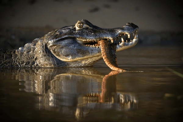 Crocodilia Cohorts - Story of Black Caiman