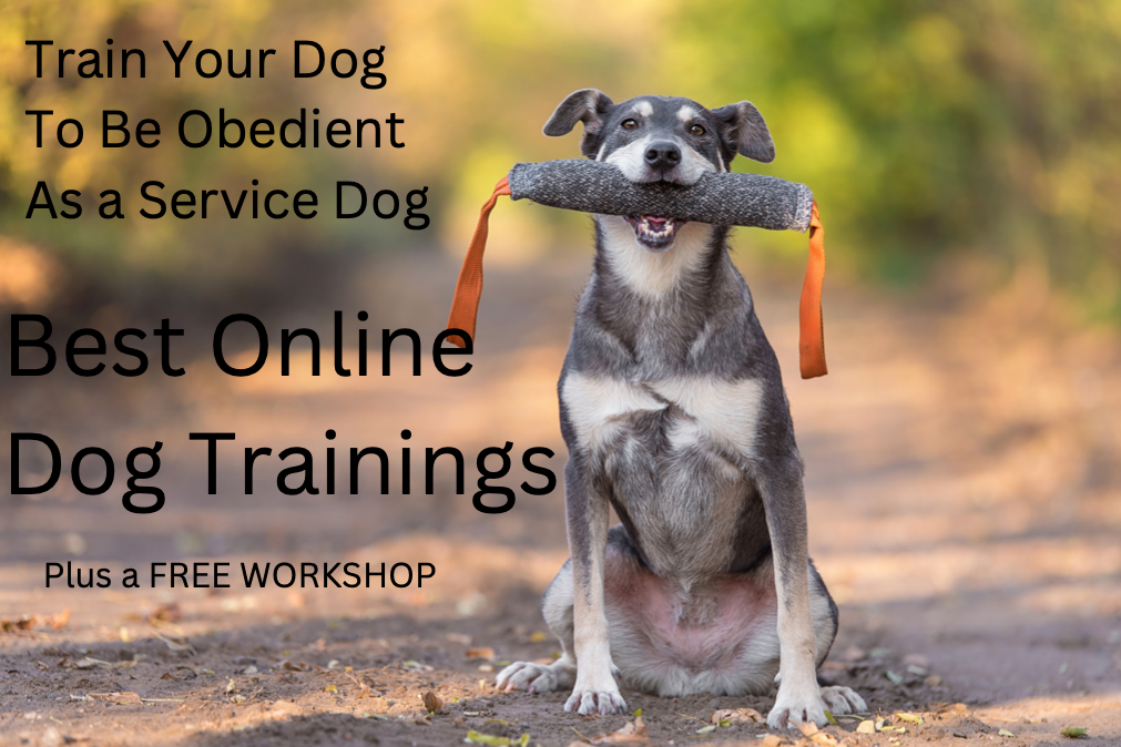 Best Online Dog Training Course For An Obedient Pup