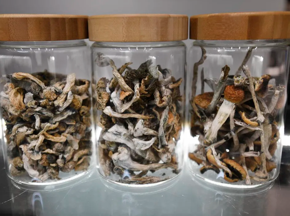 How to Dry Magic Mushrooms and Truffles Using a Dehydrator: A Step