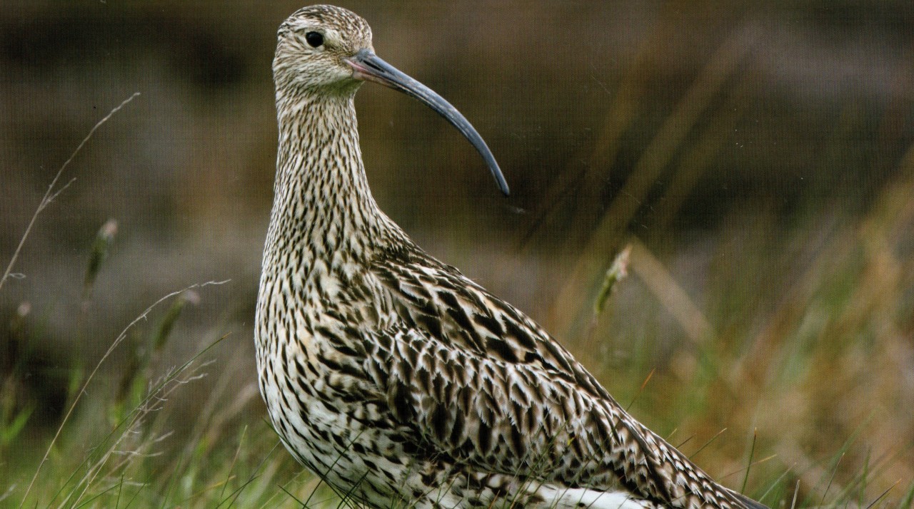 Garden Birds - Re-Connecting 'To'​ and 'With'​ The Wild – August: Curlew (Numenius Arquata)
