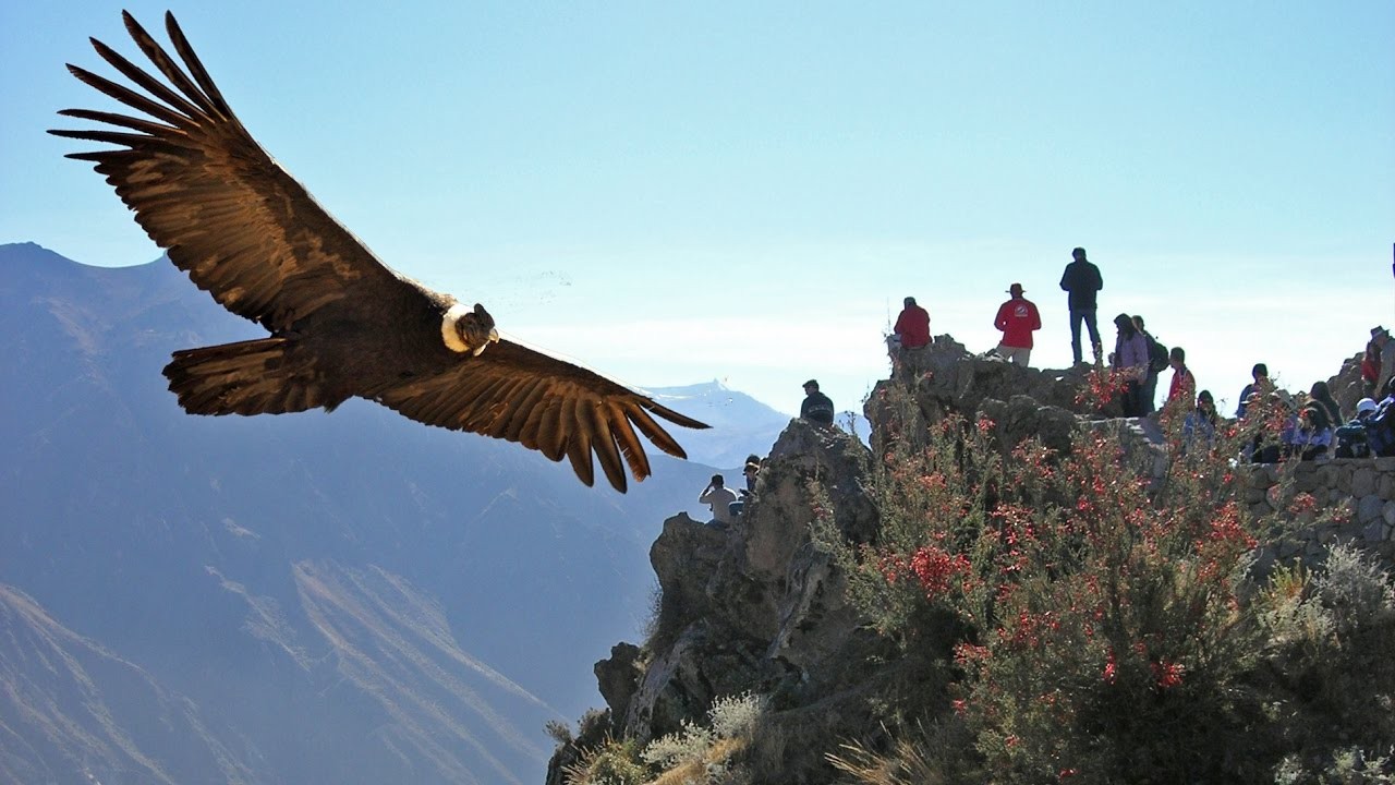 Colca Canyon: A Majestic Andean Treasure Teeming with Condors and Culture