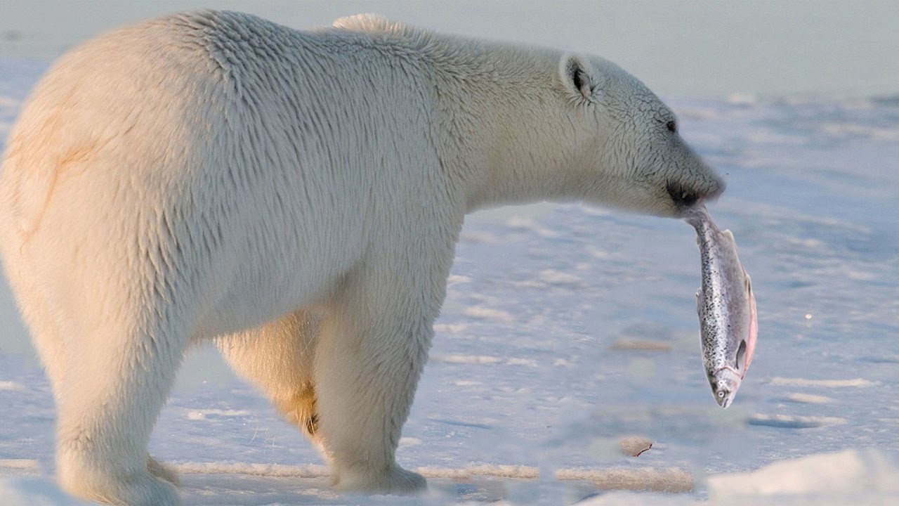 ChatGPT: The Polar Bear and the Frozen Fish ChatGPT: The Polar Bear and the Frozen Fish