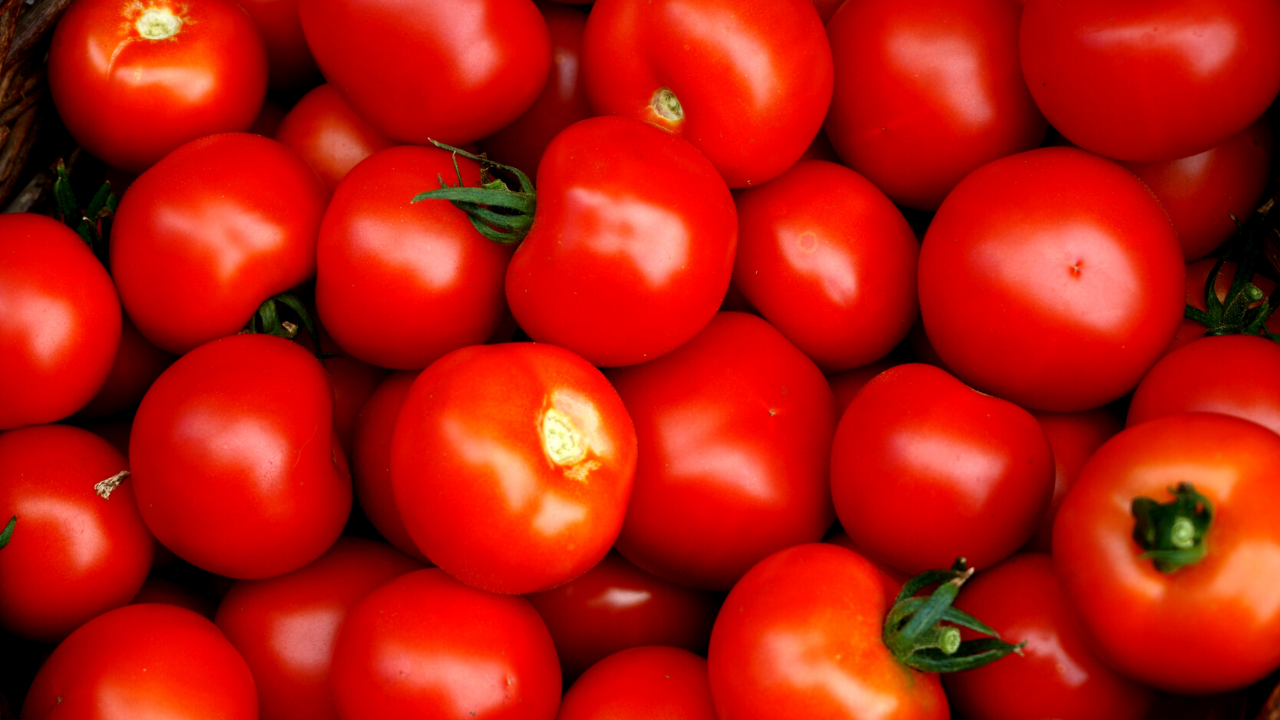 Gene-edited tomatoes could address Vitamin D deficiency