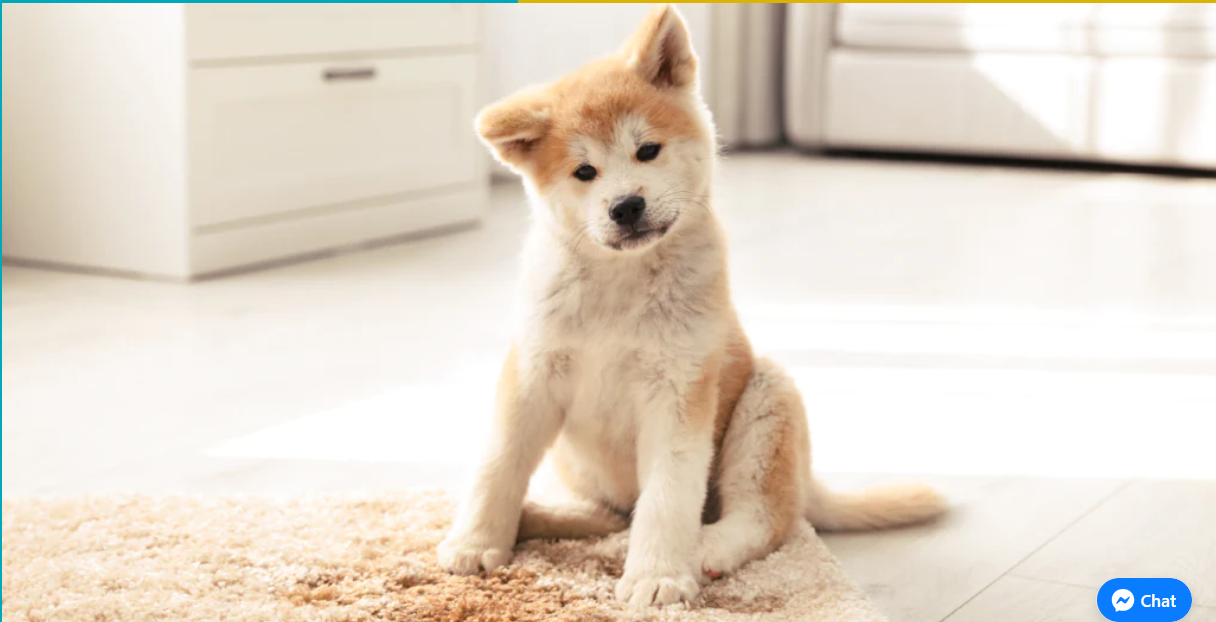 How To Get Old Dog Urine Stains Out Of Carpet