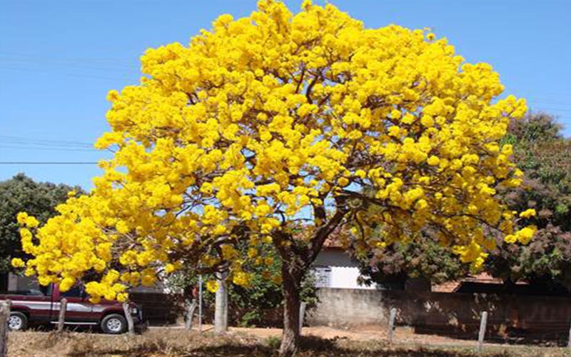 Discover the Beauty and Versatility of Tabebuia Trees: A Guide to Growing and Caring for Trumpet Trees