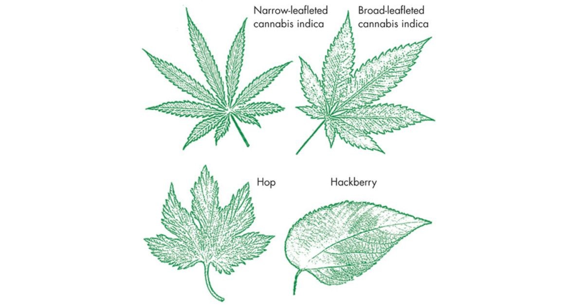 Exploring the Cannabaceae Family: A Deep Dive into Cannabis, Hops, and Hackberry Trees