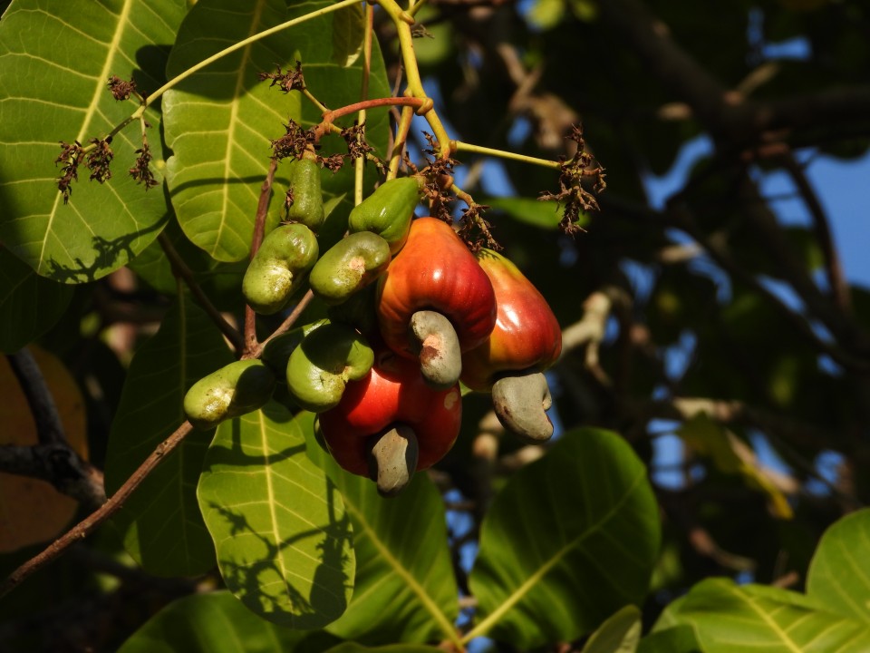 Cashew fruit (Anacardium occidentale)