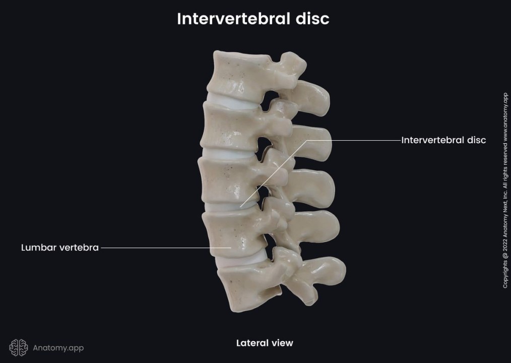 Intervertebral Disk : Biomechanical Perspective 