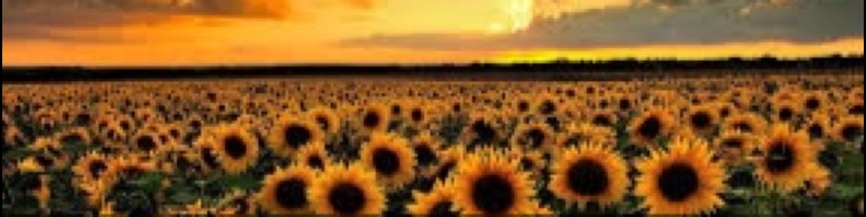 Rachel Martinez Teacher Comal Independent School District LinkedIn Rachel Martinez Teacher Comal Independent School District LinkedIn