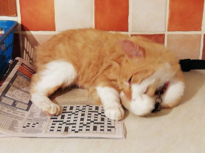 Nicky Mee on LinkedIn: Clever cat doing a crossword bet Pushkin knows Nicky Mee on LinkedIn: Clever cat doing a crossword bet Pushkin knows