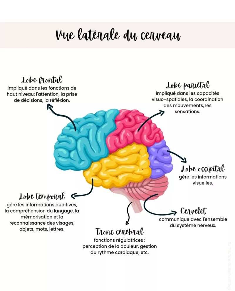 Fabrice PASTOR sur LinkedIn : #cerveau #frontal #pariétal ...