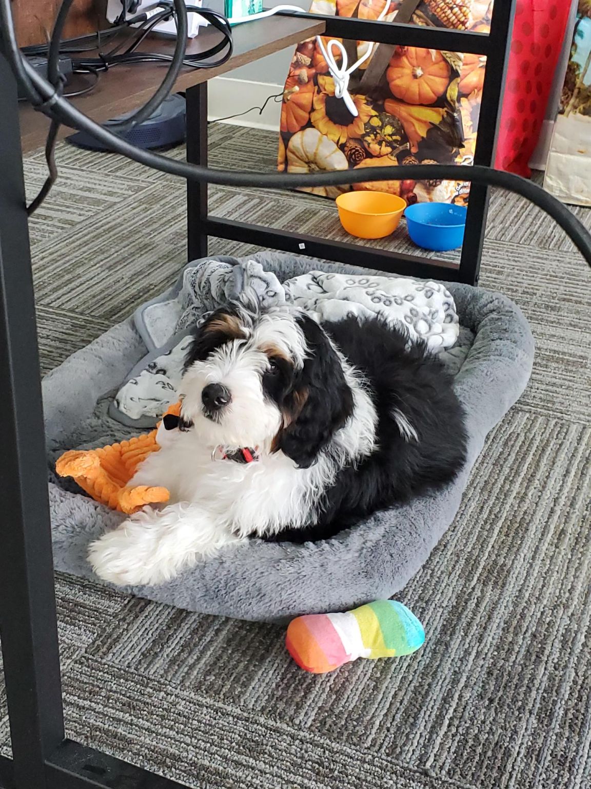 Anthony Carrea on LinkedIn: I always wanted an office dog!