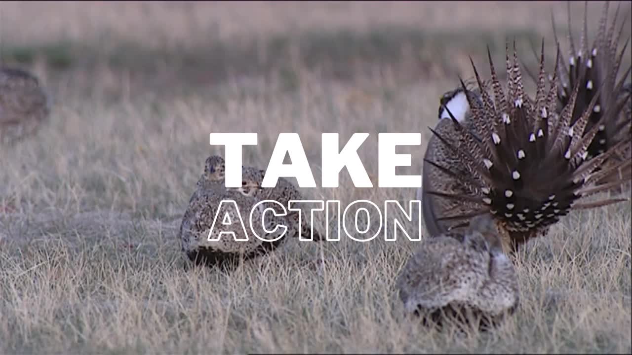 Rocky Mountain Wild on LinkedIn: Protect greater sage-grouse, antelope ...