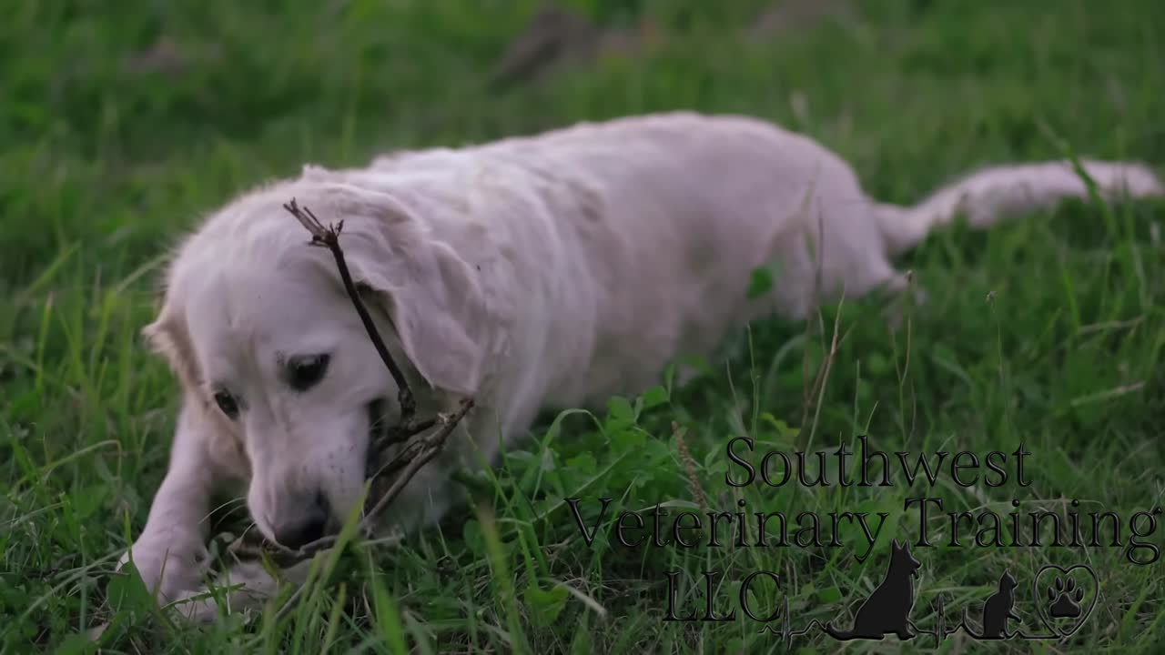 Video Laura Waller RVT on LinkedIn: Upcoming RECOVER Pet Rescuer Video Laura Waller RVT on LinkedIn: Upcoming RECOVER Pet Rescuer