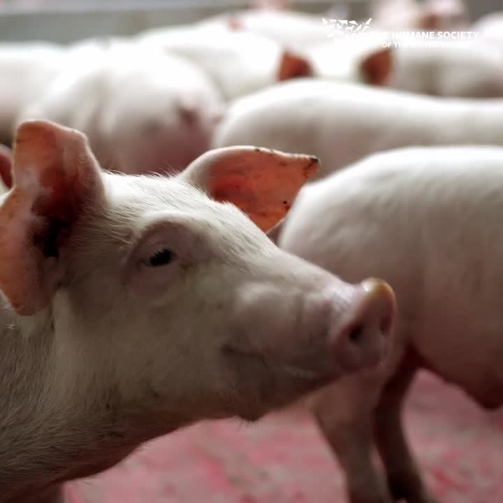 Video The Humane Society of the United States on LinkedIn: BREAKING Video The Humane Society of the United States on LinkedIn: BREAKING