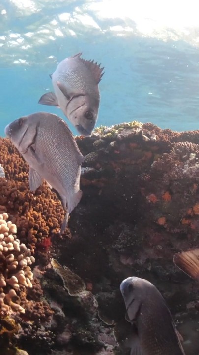 [Video] Great Barrier Reef Marine Park Authority on LinkedIn: We invite ...