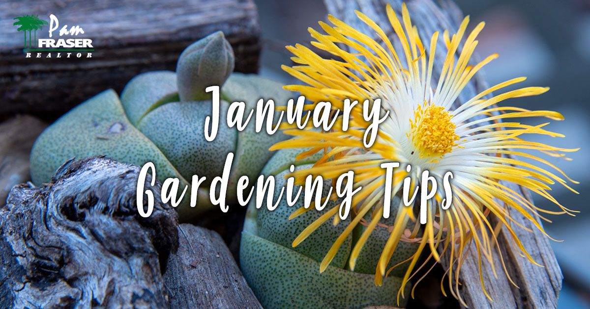 Pam Fraser on LinkedIn: San Diego Gardens January 2024 Pam Fraser on LinkedIn: San Diego Gardens January 2024