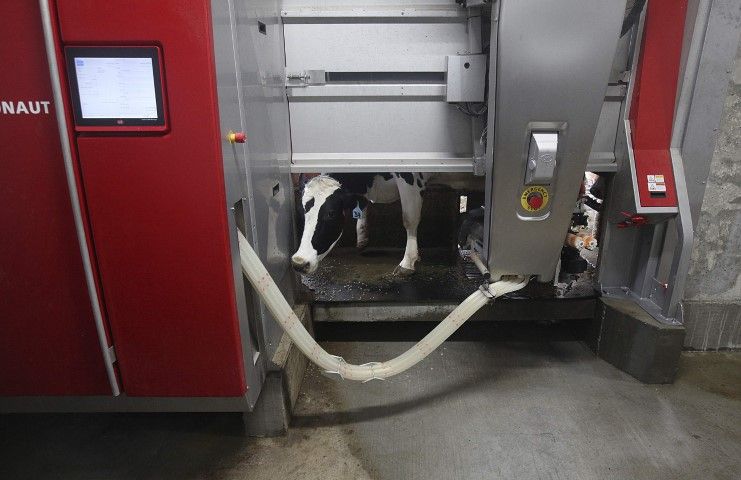 Dairy Herd Management on LinkedIn: Cows Need Certain Personalities to Dairy Herd Management on LinkedIn: Cows Need Certain Personalities to