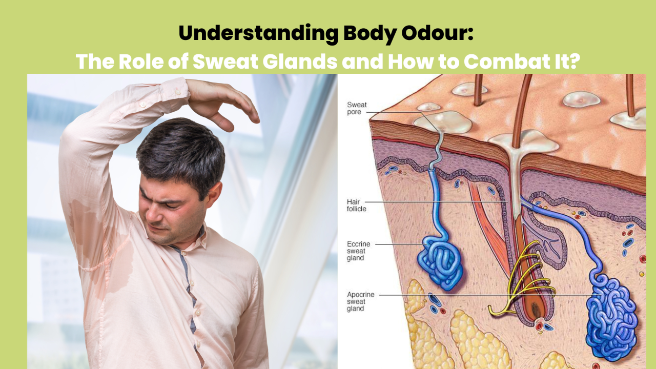 Understanding Body Odour: The Role of Sweat Glands and How to Combat It?
