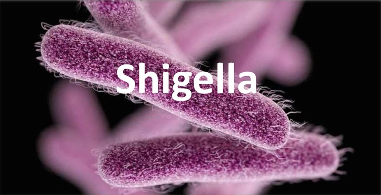 Shigella: The Silent Epidemic That Threatens Our Health and Well-Being