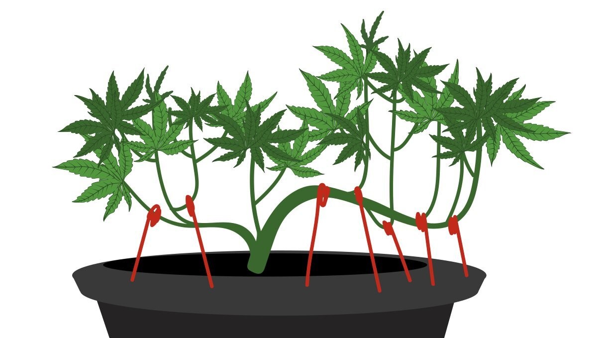 Branching Out: The Advantages of Low Stress Training in Cannabis and Hemp  Cultivation
