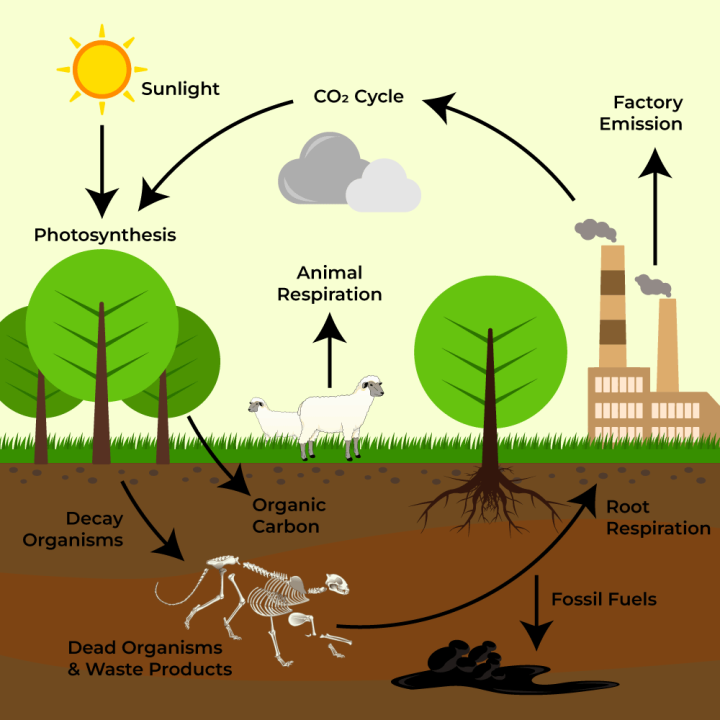 The Carbon Cycle: Understanding Earth's Essential Element and its Role in Global Climate Change.