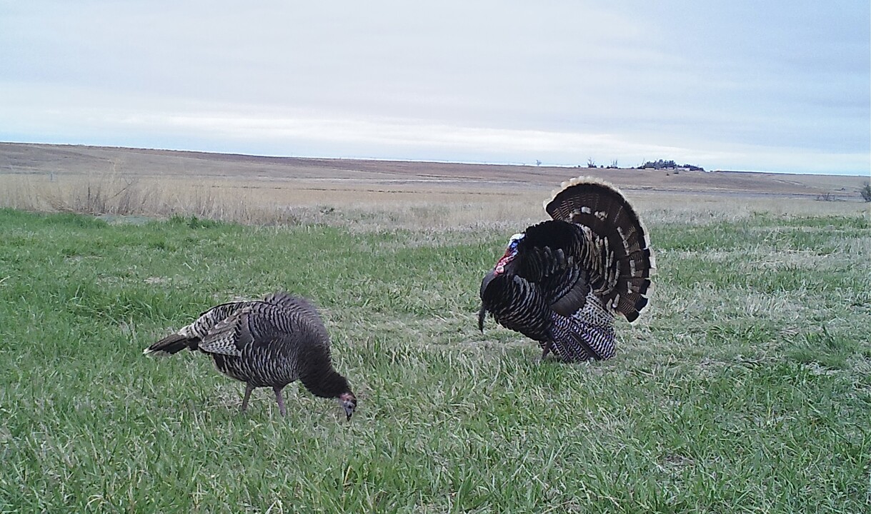 nebraska-turkey-hunting-with-infinite-outdoors