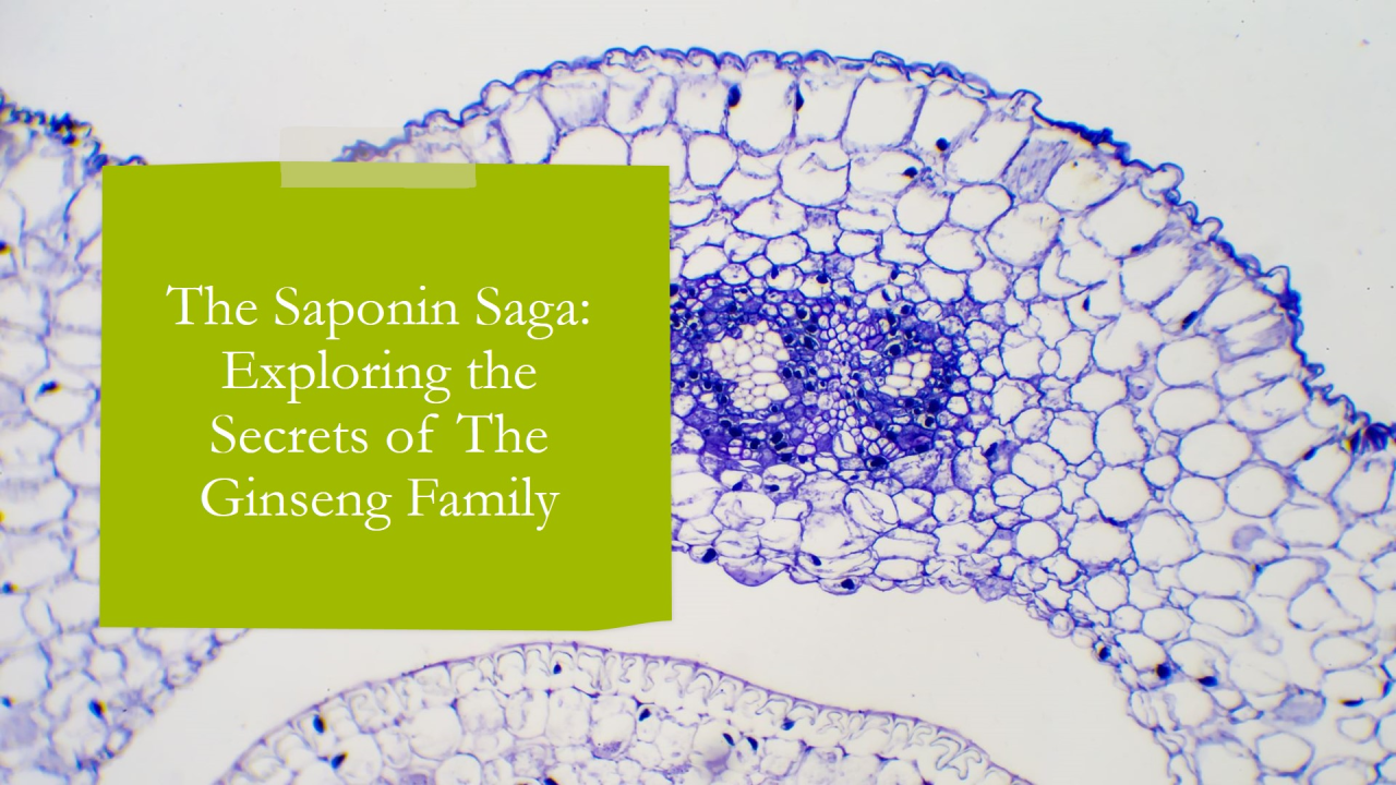 Exploring the Secrets of The Ginseng Family: The Saponin Saga