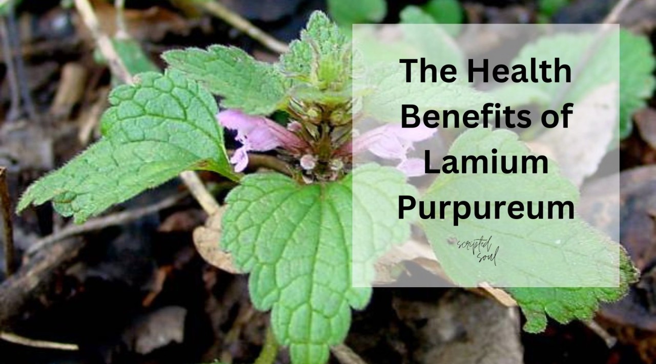 Exploring The Health Benefits of Lamium Purpureum: Understanding Science Behind Claims