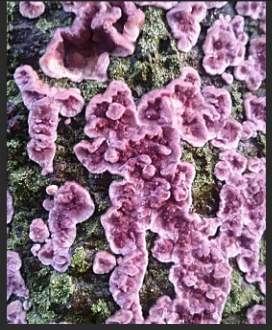 Curious case of Chondrostereum purpureum ,  'world-first case' of infection of this fungus in Humans.  