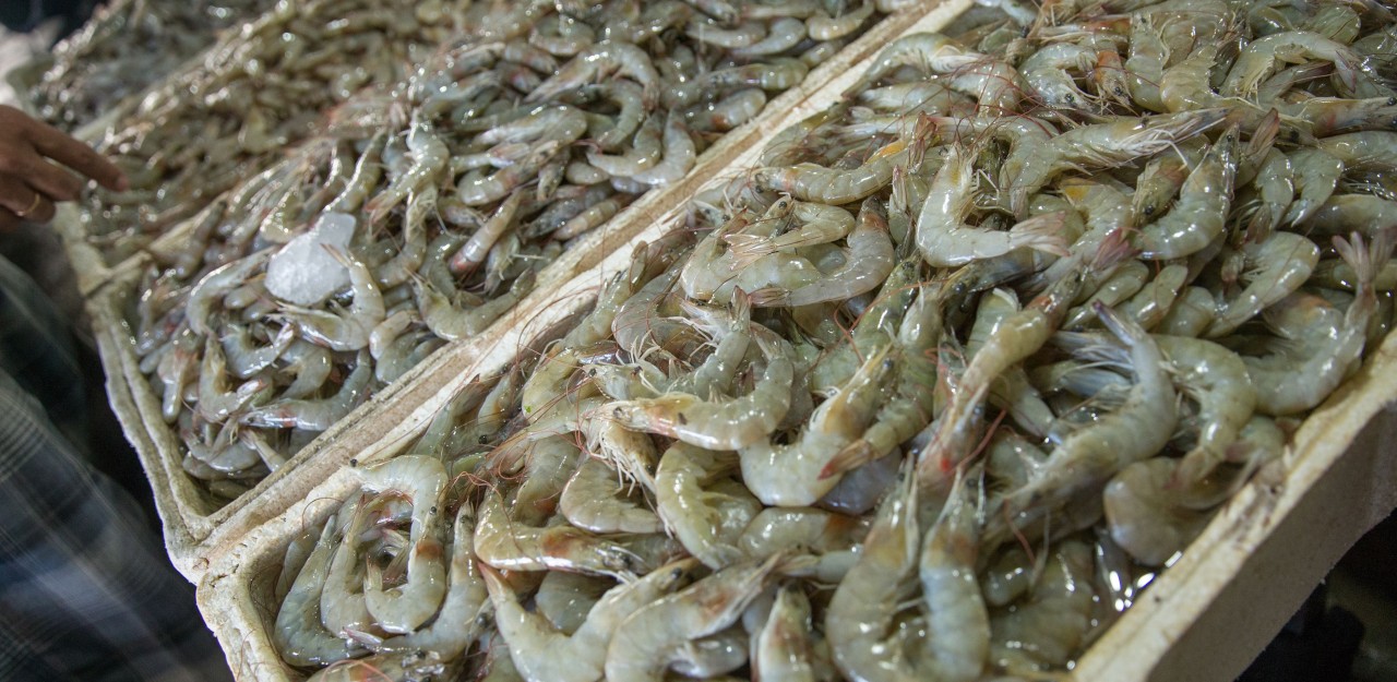 Shrimp Simplified: The 411 on Shrimp Labels - HOSO, HLSO, PUD, PND, PTO. 