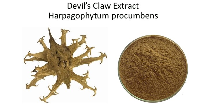 Unlocking Nature's Healing Power:Discover the Potent Anti-Inflammatory Wonders of Devil's Claw (Harpagophytum procumbens)