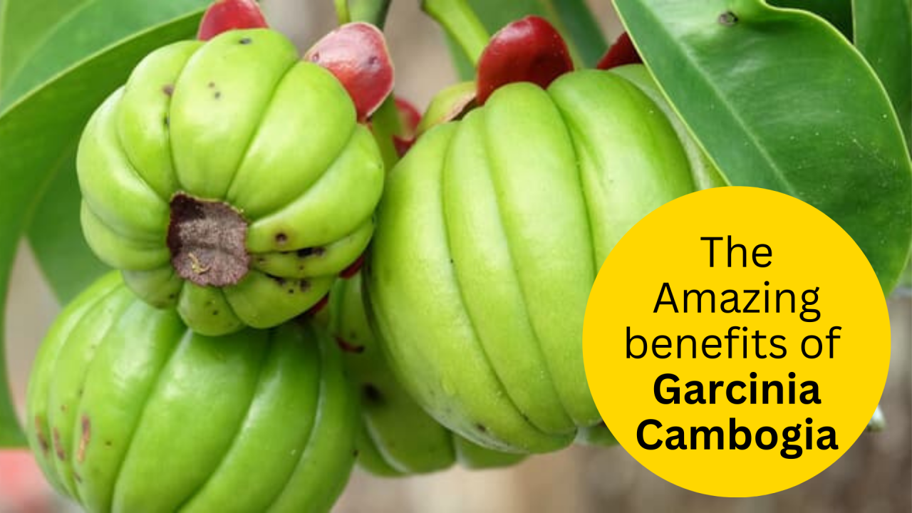 The amazing benefits of 
Garcinia Cambogia