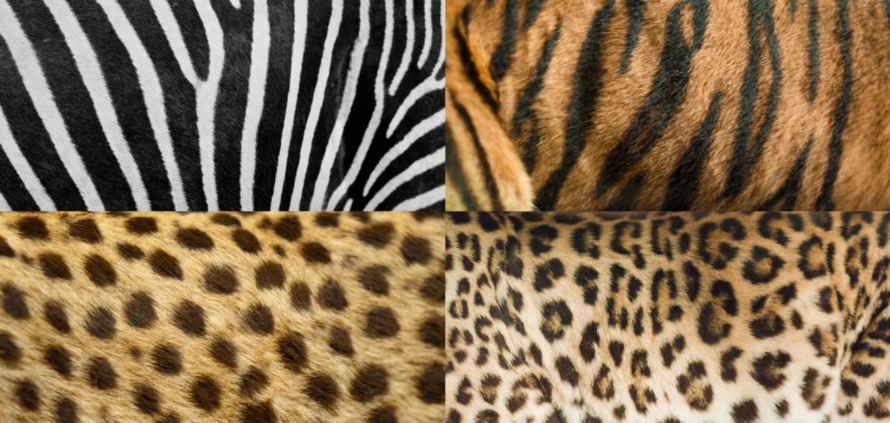 Nature s Designs: How Spots and Stripes Are Formed Nature s Designs: How Spots and Stripes Are Formed