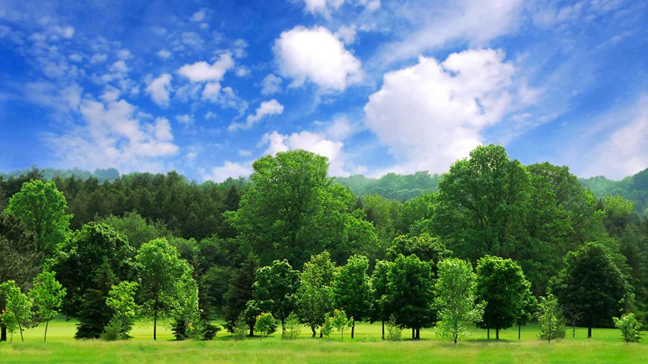 The Importance of Trees: How They Benefit Our Environment and Our Lives
