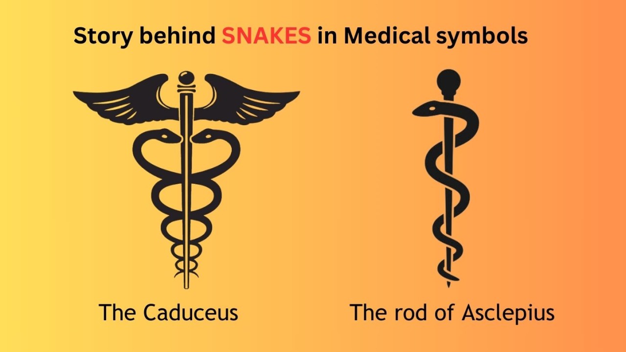 The Significance of Snakes in Medical Symbols: Caduceus and the Rod of Asclepius