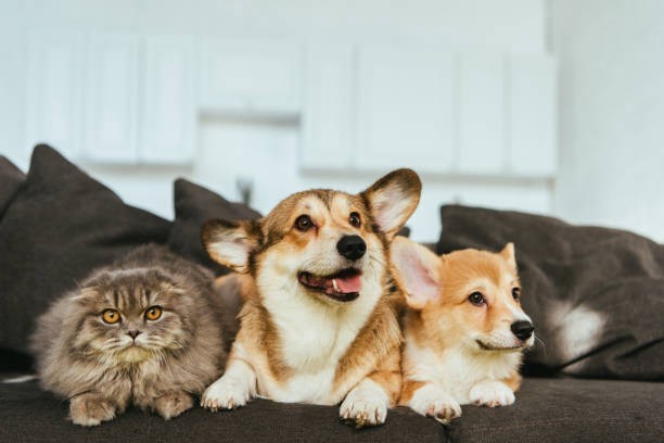 Why Is It Important To Keep Pets in Your Home?