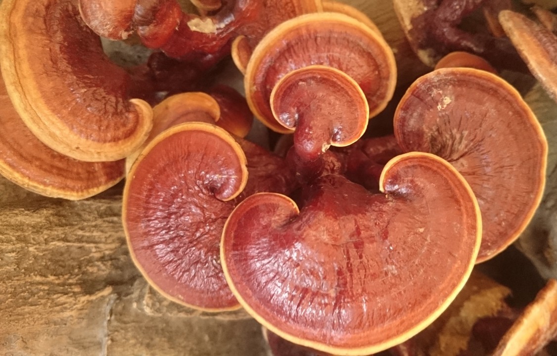 Unlocking the Benefits of Ganoderma Lucidum: A Guide to Improved Health with TheHealthierLivingCompany.Com
