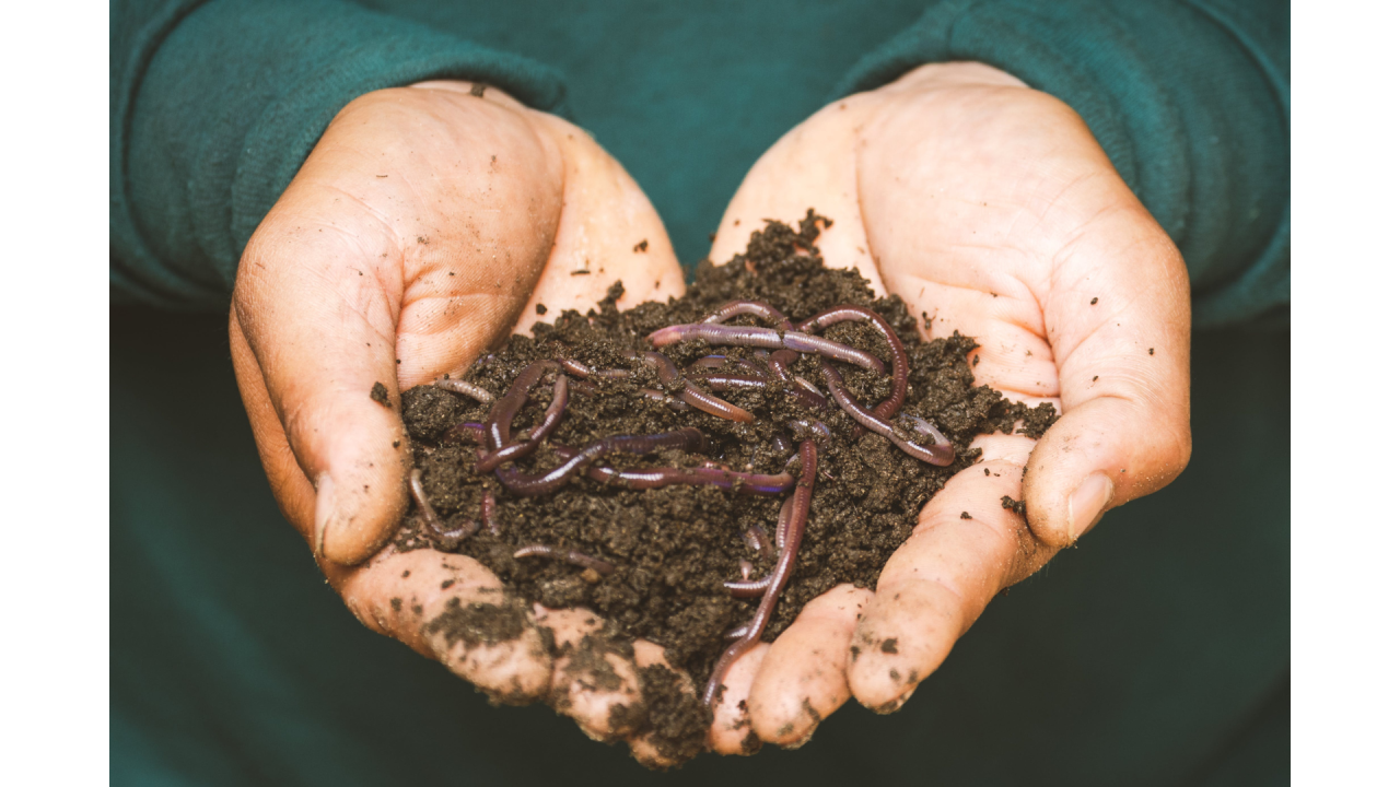 Unveiling the Hidden World Beneath Our Feet: Exploring the Wonders of Soil Biology