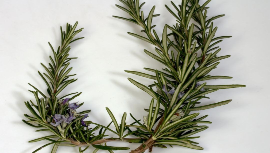 Application and case analysis of rosemary extract in food preservation
