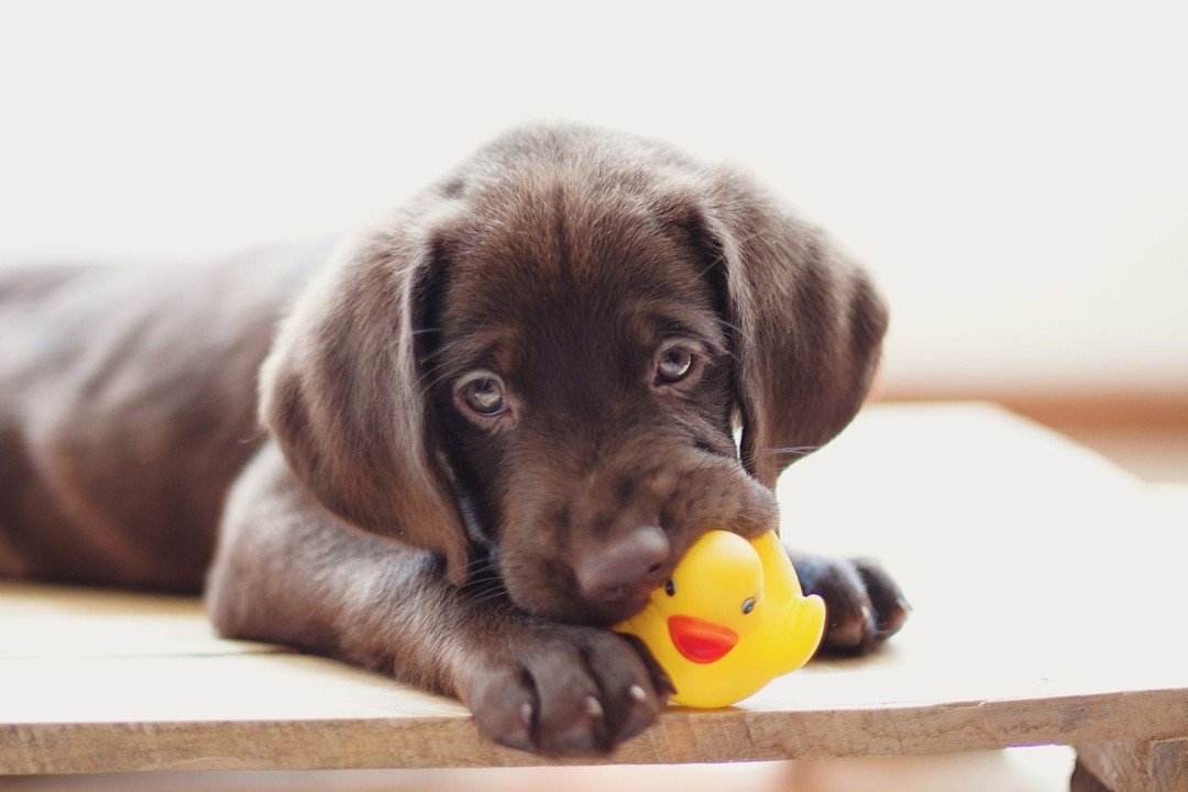 Can Your Dog S Squeaky Chew Toys