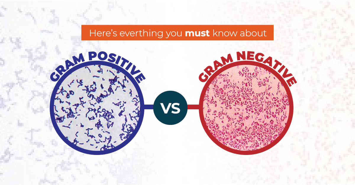 Here's Everything You Need to Know About Gram Positive and Gram Negative Bacteria