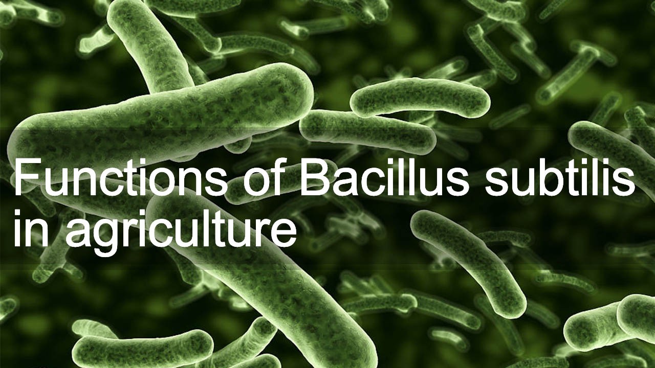 Functions of Bacillus subtilis in agriculture