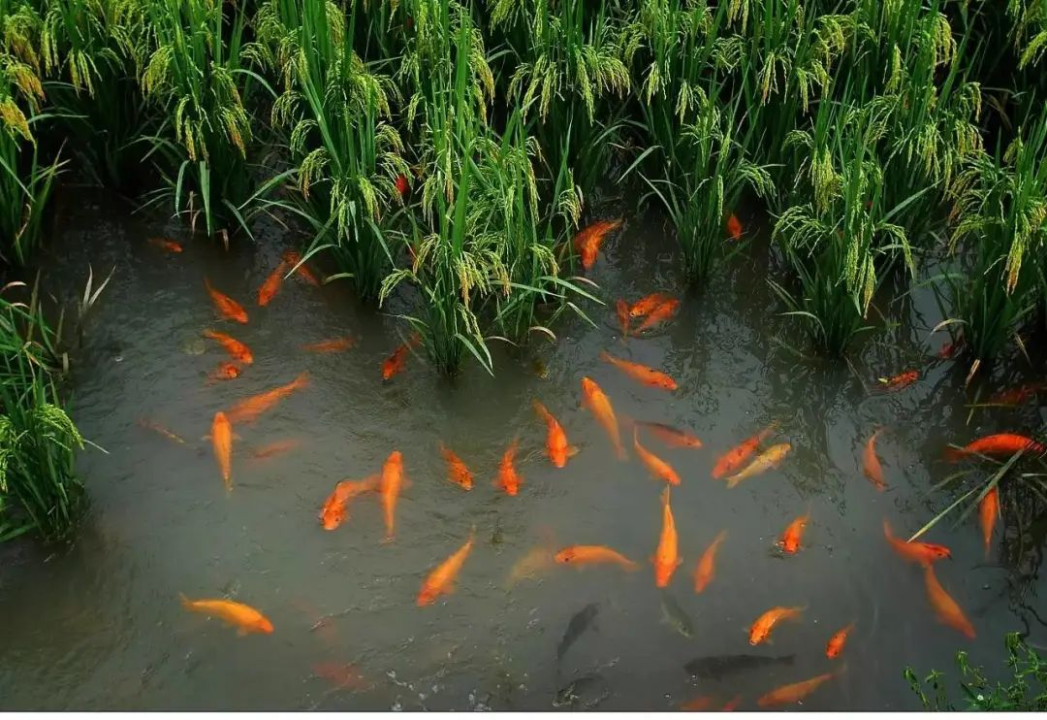 China Greets the World with Rice-Fish Symbiosis