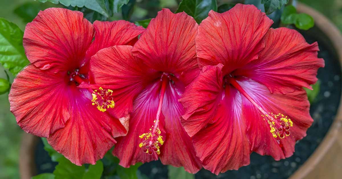 The Hibiscus (Hibiscus rosa-sinensis): A Deep Dive into its History and  Characteristics