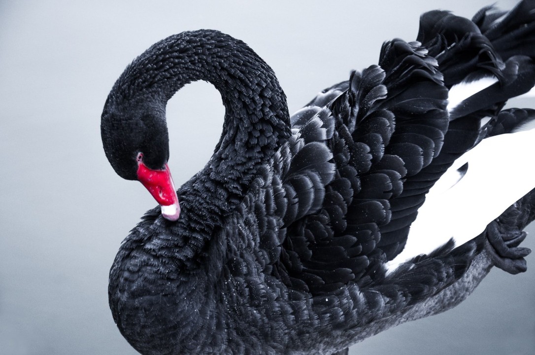 Leading at the Age of Complexity: Exploring Black Swan Theory, and its Implications for Leaders

