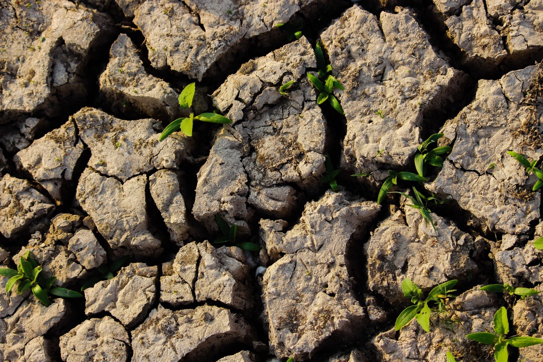 The Deep Roots of Soil Degradation: Causes, Consequences, and Pathways  Forward