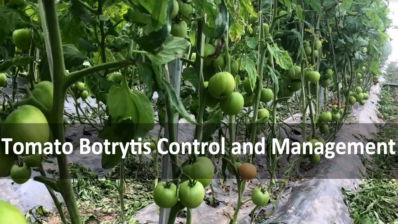 Tomato Botrytis Control and Management