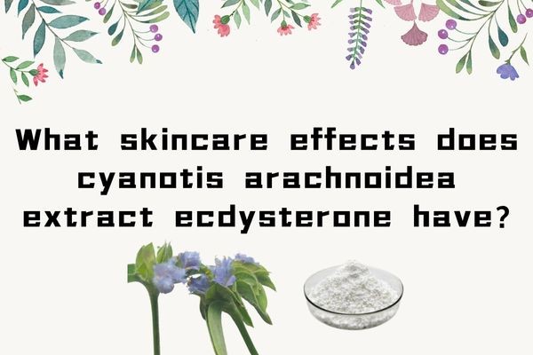 WHAT SKINCARE EFFECTS DOES CYANOTIS ARACHNOIDEA EXTRACT ECDYSTERONE HAVE?
